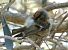 Common Firecrest