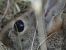 Conill, conill de bosc (Oryctolagus cuniculus) © Autor ocult