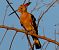 Eurasian Hoopoe - Josep Maria Solé Molins
