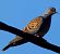 European Turtle Dove - Josep Maria Solé Molins