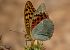 Pandora (Argynnis pandora) © Josep Maria Solé Molins
