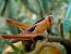 Eyprepocnemis plorans © Josep Maria Solé Molins