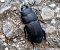 Dorcus parallelipipedus © Josep Maria Solé Molins