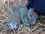 Gaig blau (Coracias garrulus) © Enric Badosa