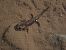 Salamandra comuna (Salamandra salamandra) © Enric Badosa