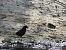 Merla (Turdus merula) © Josep Maria Flores