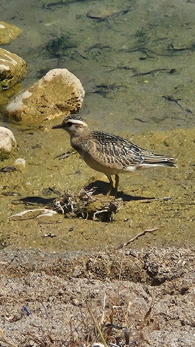 Eurasian Dotterel  - Jessica Bernal Antón