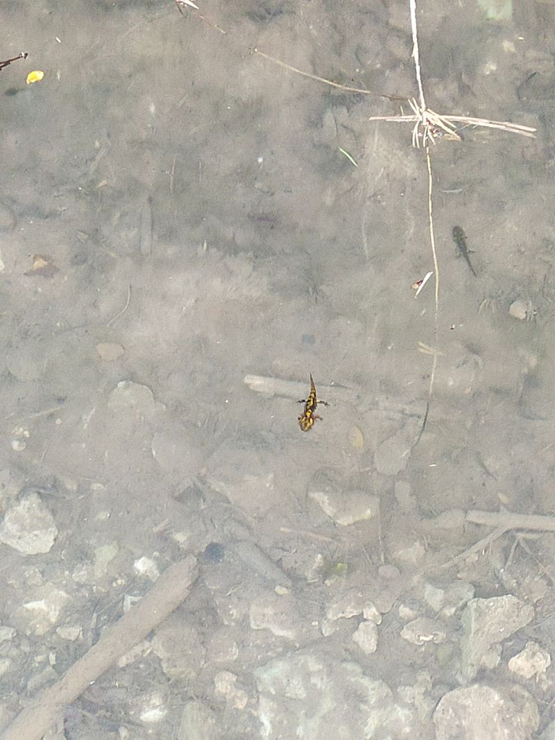 Salamandra comuna  - Josep Marmi Plana