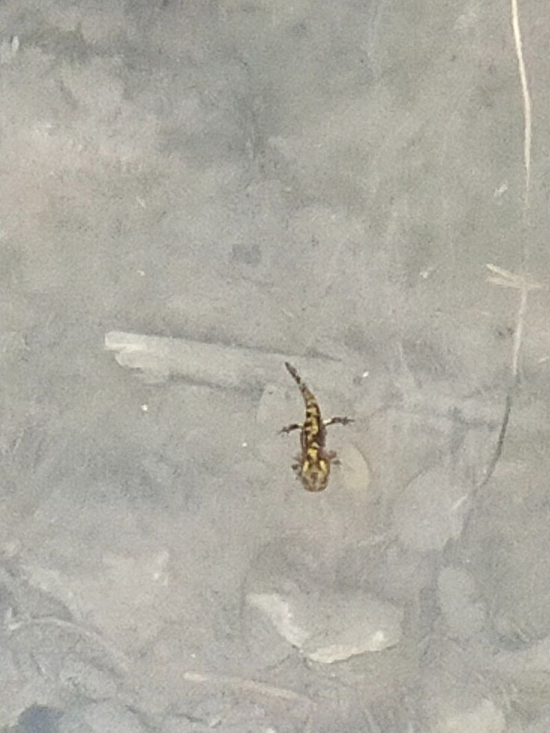 Salamandra comuna  - Josep Marmi Plana