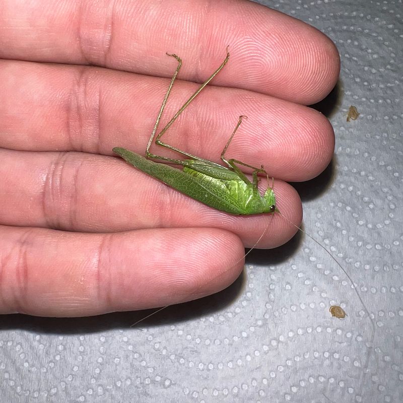 Phaneroptera sp.  - Miquel Alemany Fumàs