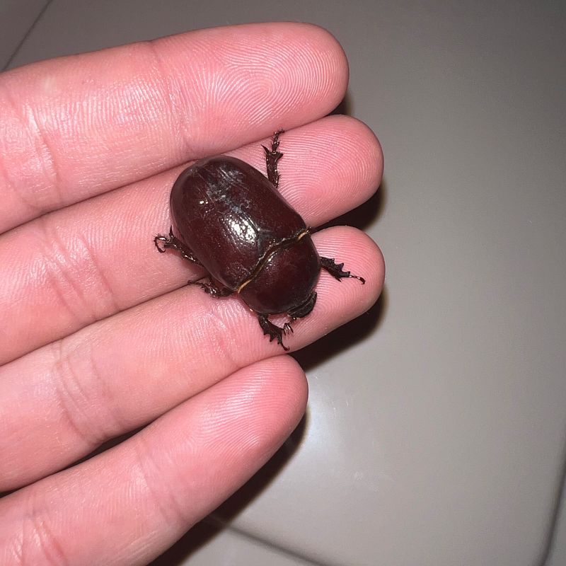 Phyllognathus excavatus  - Miquel Alemany Fumàs