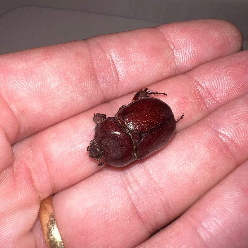 Phyllognathus excavatus  - Miquel Alemany Fumàs