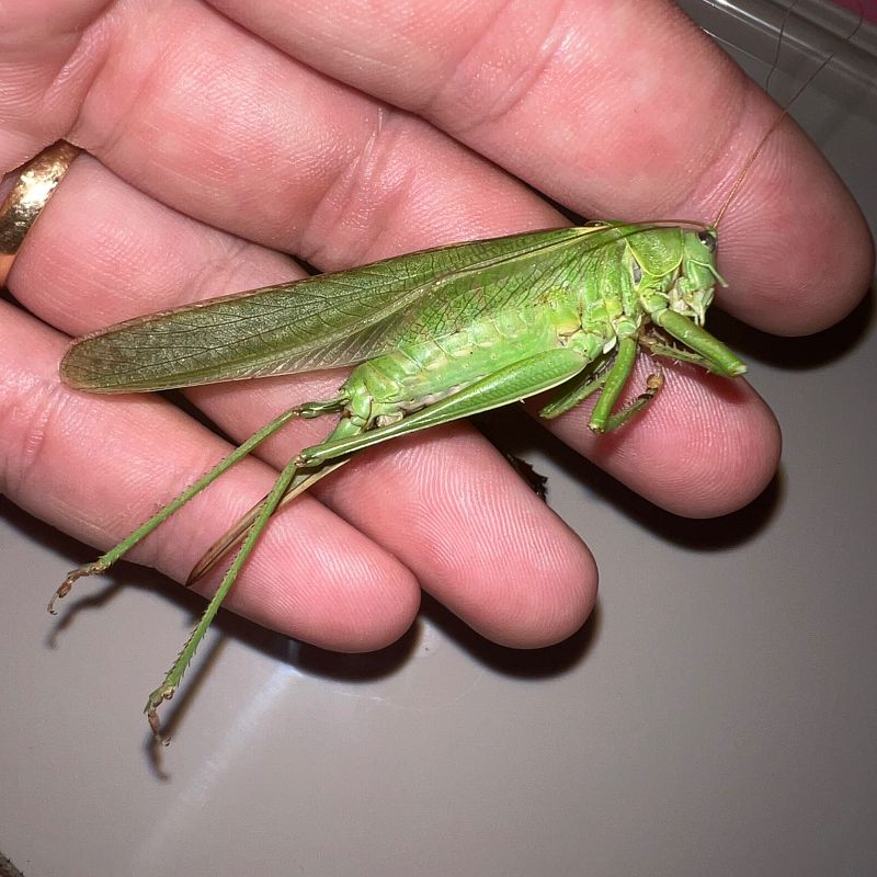 Tettigoniidae sp.  - Miquel Alemany Fumàs