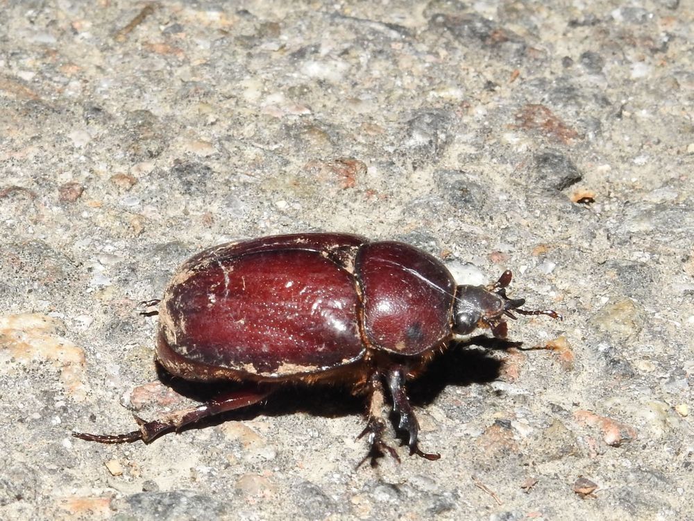 Phyllognathus excavatus  - Carlos Alvarez-Cros
