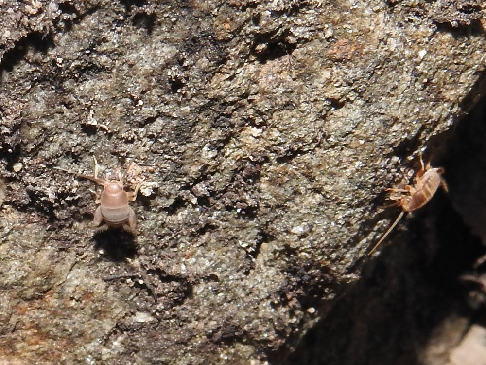 Myrmecophilus fuscus  - Carlos Alvarez-Cros
