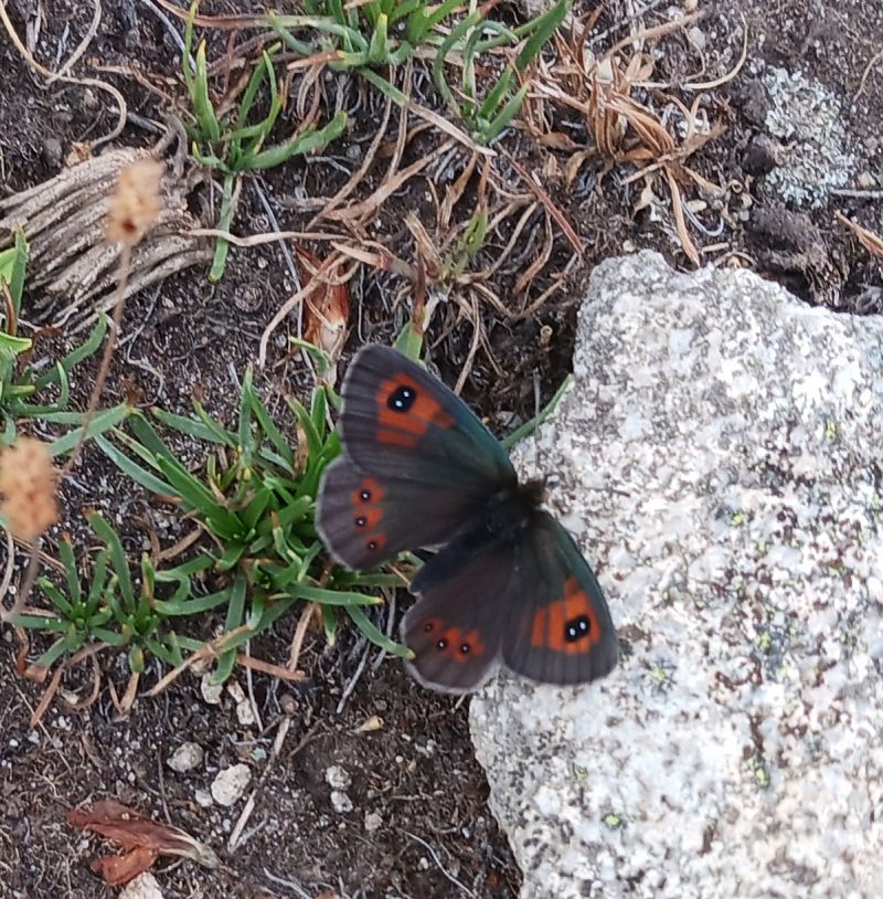 Muntanyesa grisa  - Àlex Domec