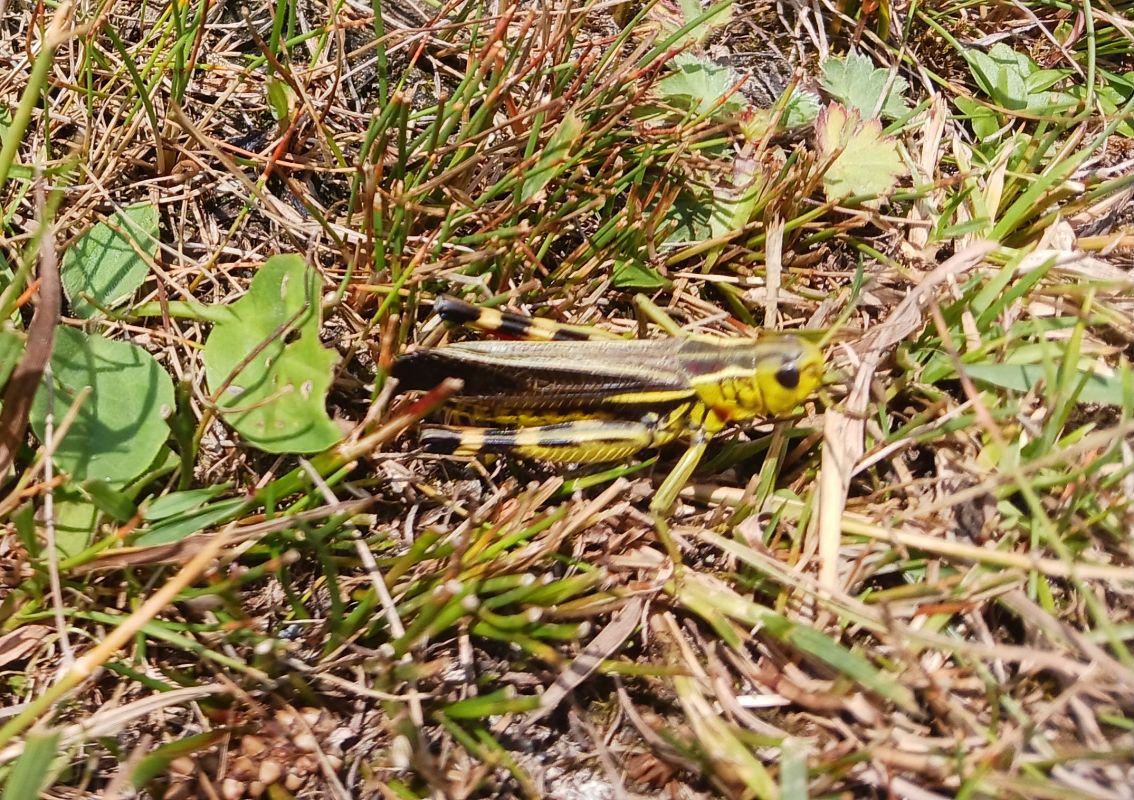 Arcíptera bigarrada  - Àlex Domec