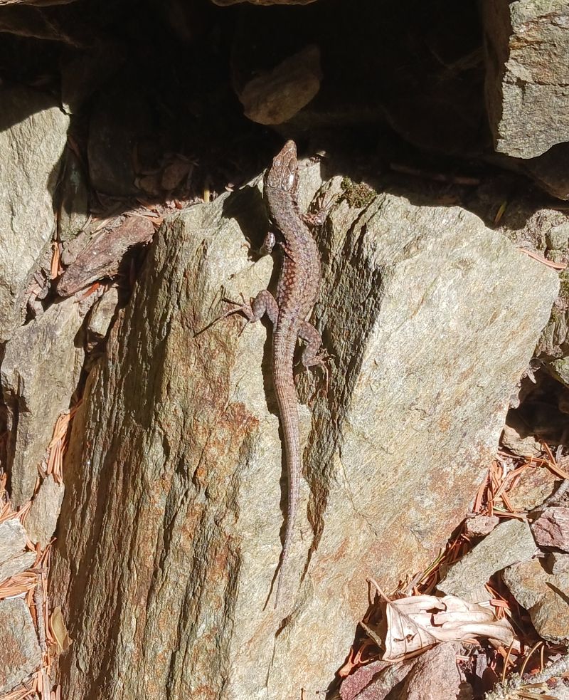 Sargantana roquera  - Àlex Domec