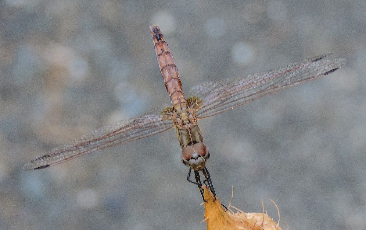 Pixaví estriat  - Màrius Domingo