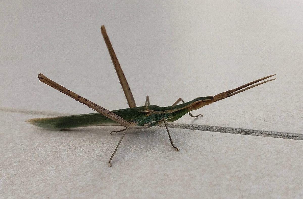 Llagosta bisbe 