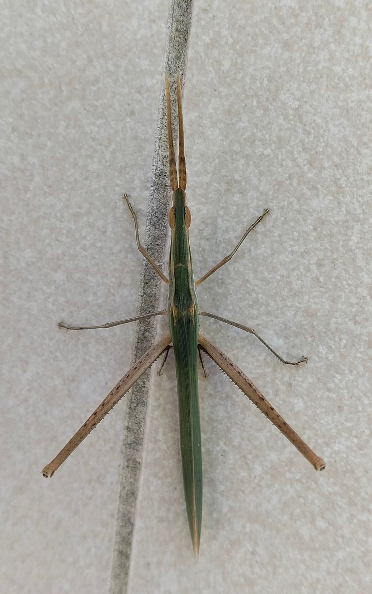 Llagosta bisbe 