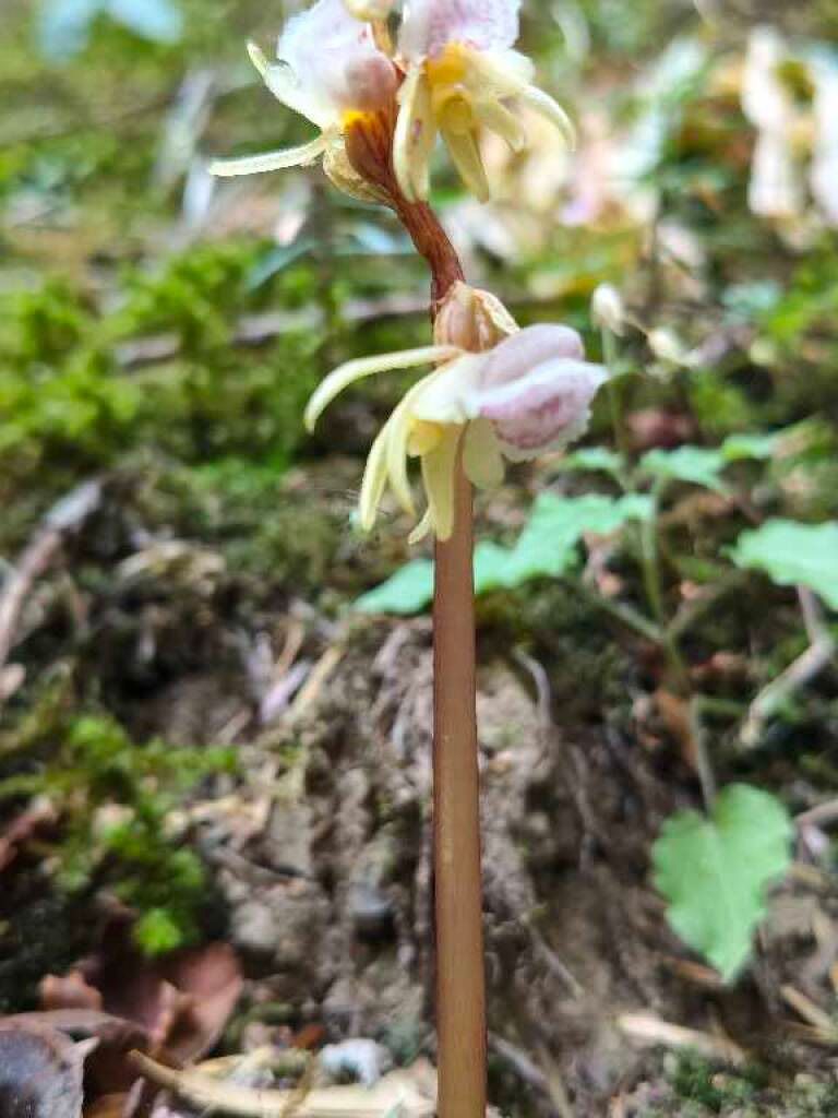 Epipogium aphyllum  - Enric Bringués