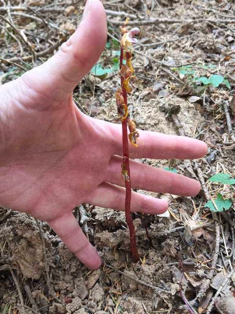 Epipogium aphyllum  - Enric Bringués