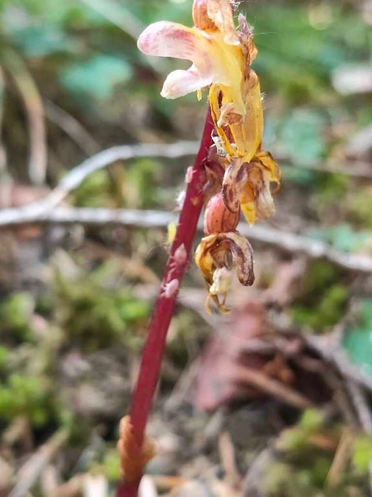 Epipogium aphyllum  - Enric Bringués