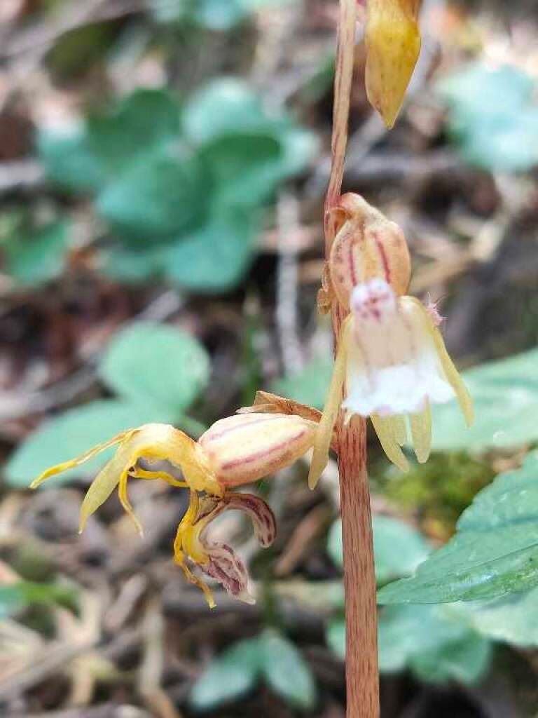 Epipogium aphyllum  - Enric Bringués