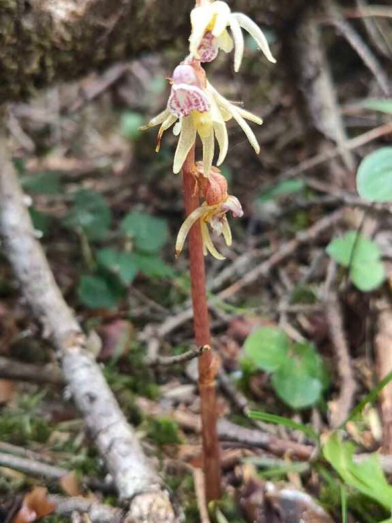 Epipogium aphyllum  - Enric Bringués