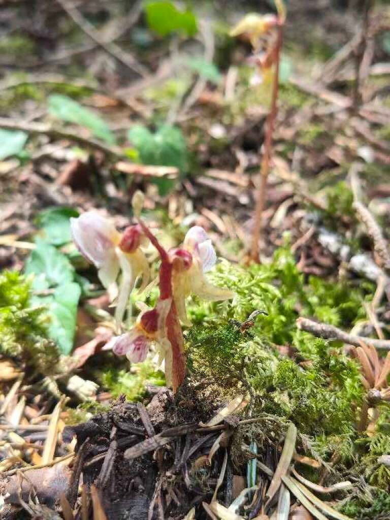 Epipogium aphyllum  - Enric Bringués