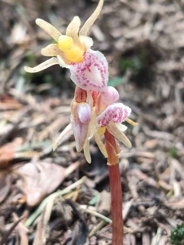 Epipogium aphyllum  - Enric Bringués