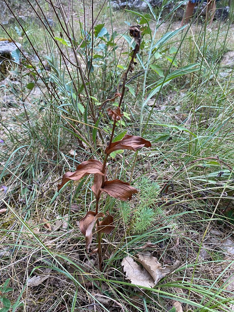 Epipactis distans  - Xavier Alamany