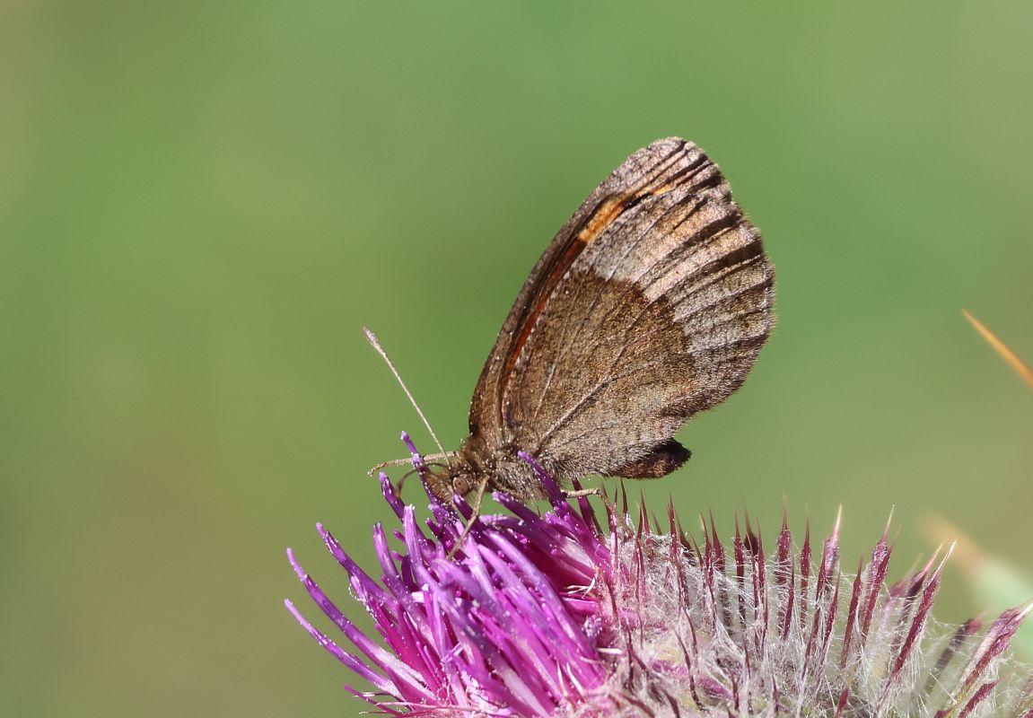 Muntanyesa tardana  - Toni Alonso Jardí