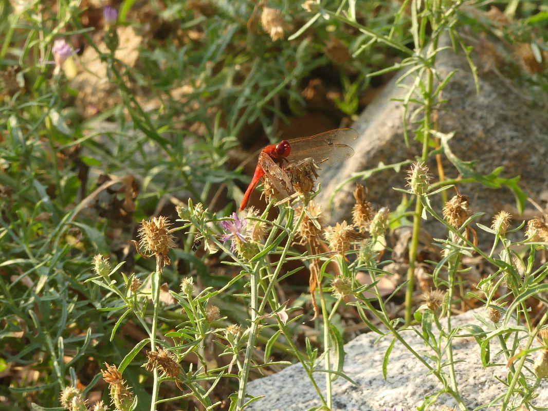 Sagnador escarlata  - Ian Lansen