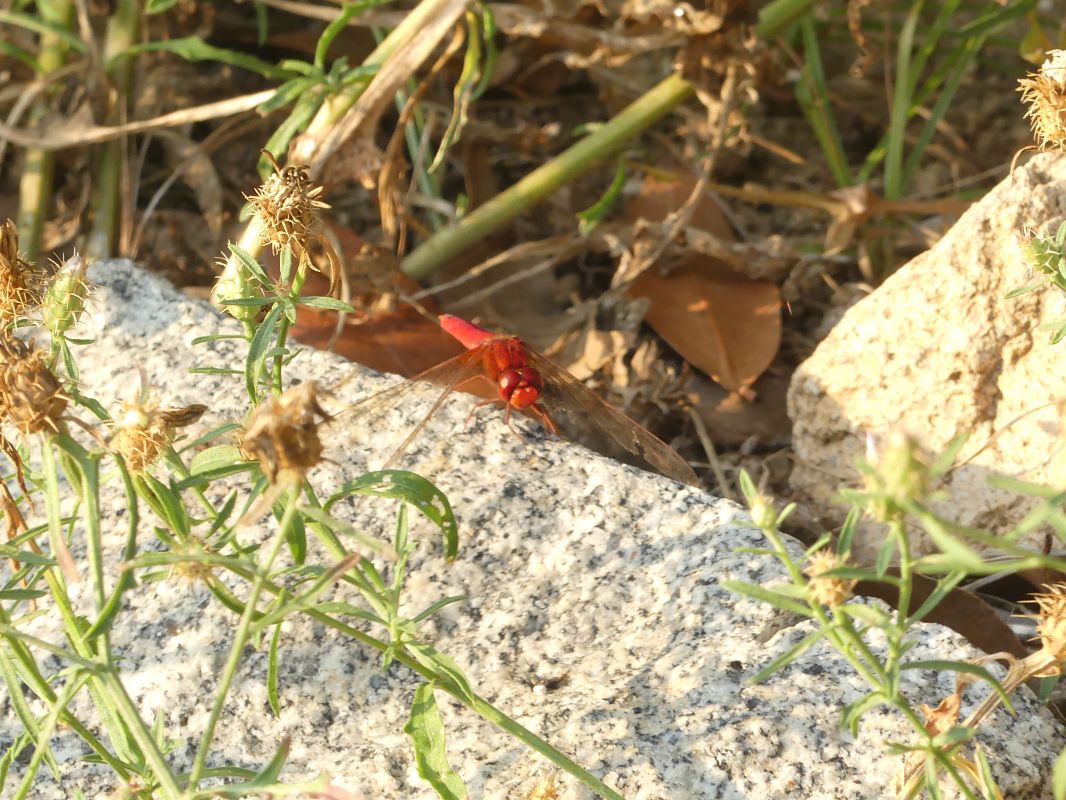 Sagnador escarlata  - Ian Lansen