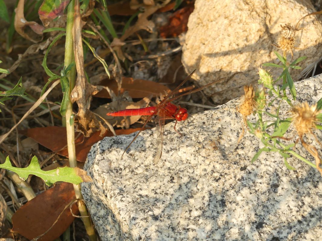 Sagnador escarlata  - Ian Lansen