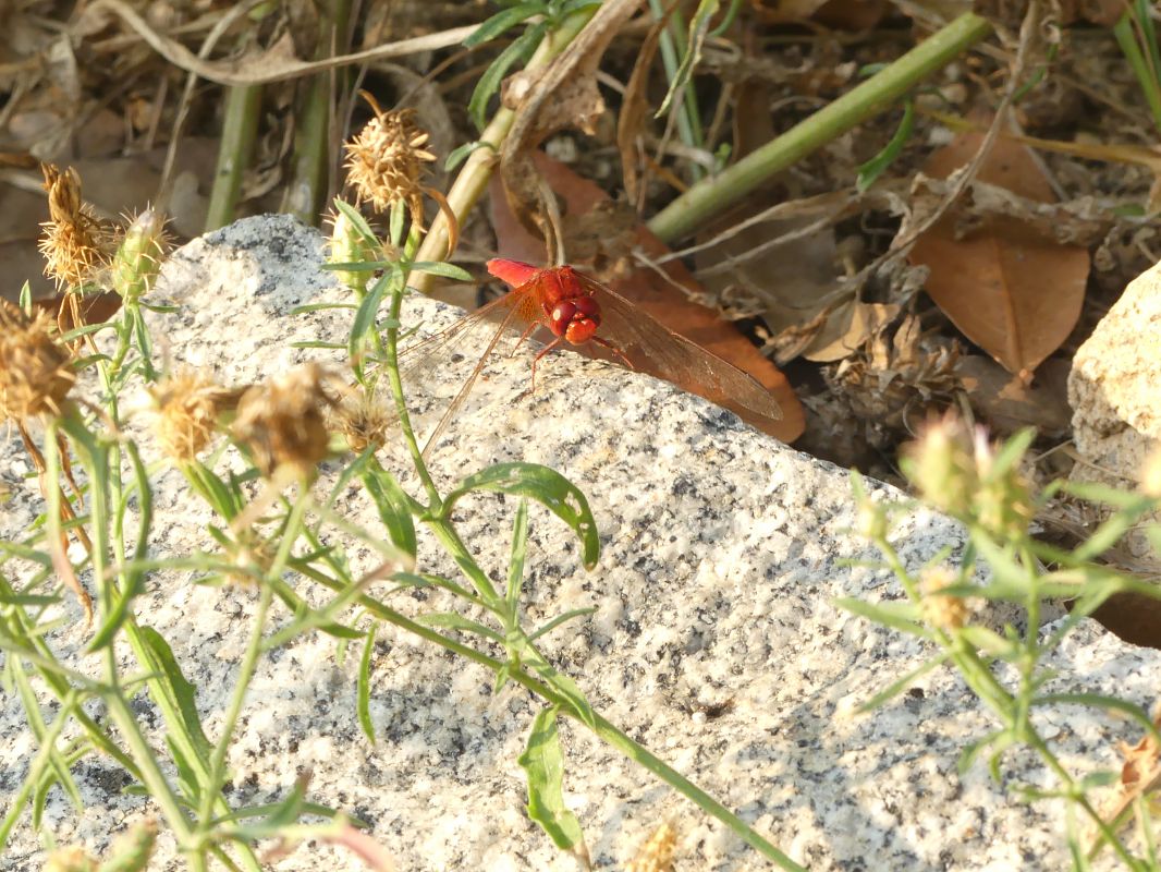 Sagnador escarlata  - Ian Lansen