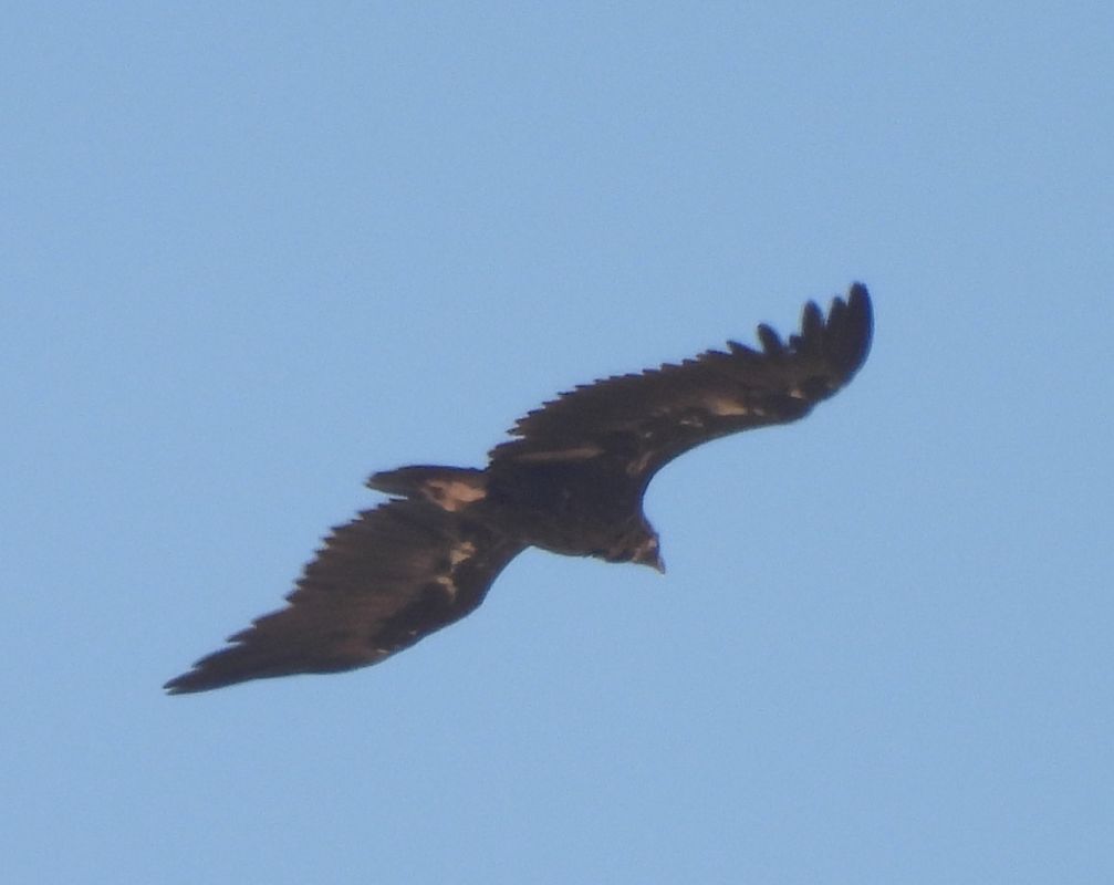 Cinereous Vulture  - Francesc Rivero