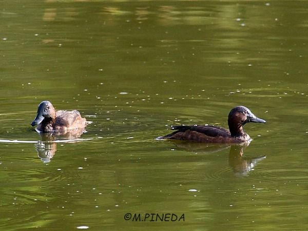 Ferruginous Duck  - Manuel Pineda M.