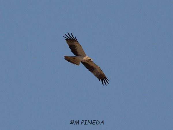 Àguila calçada  - Manuel Pineda M.