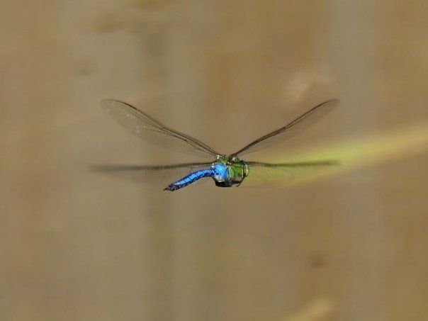 Emperador blau  - Josep M. Palau Garrabou