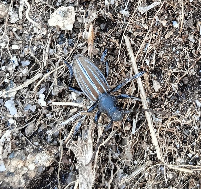 Iberodorcadion fuliginator  - Josep Ignasi Tejedor Boned