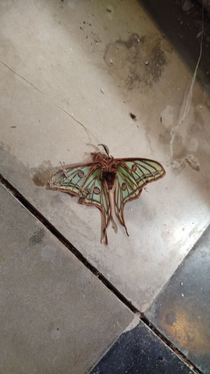 Graellsia isabellae  - Eric Marín