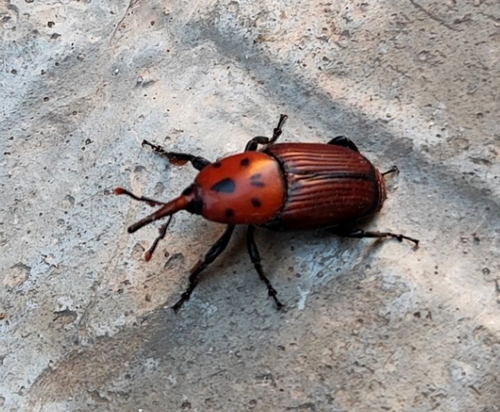Rhynchophorus ferrugineus  - Josep Maria Solé Molins