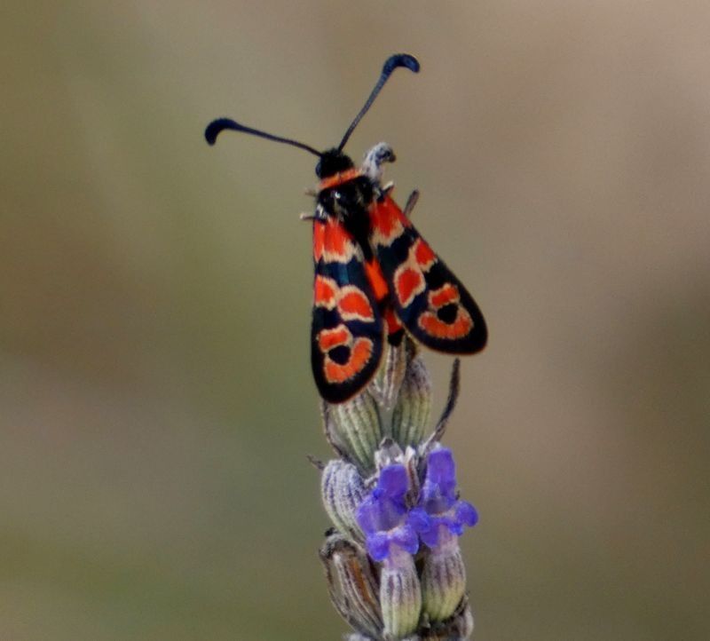 Zygaena fausta  - Josep Maria Solé Molins