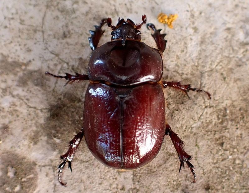 Oryctes nasicornis  - Josep Maria Solé Molins