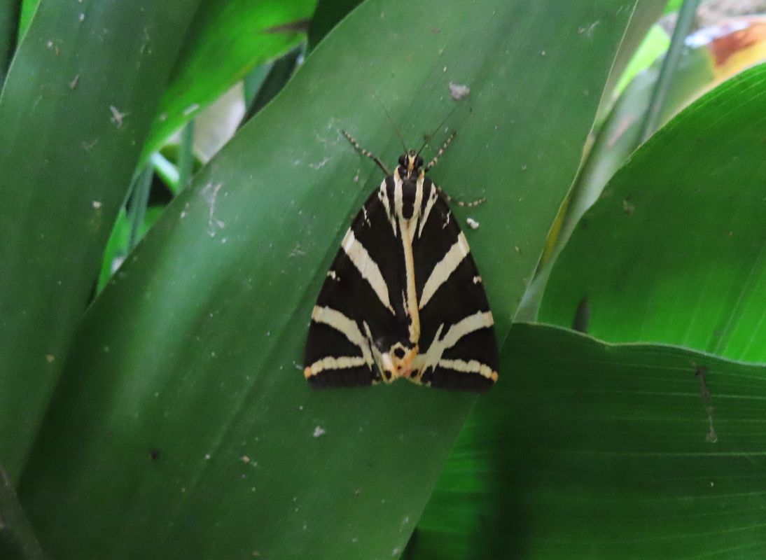 Euplagia quadripunctaria  - Josep Cardona
