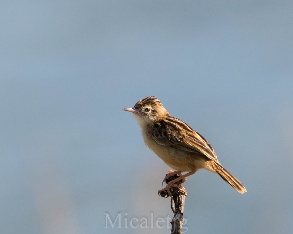 Cisticola juncidis cisticola  - Miguel Jodas Gomis