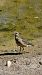 Eurasian Dotterel  - Jessica Bernal Antón